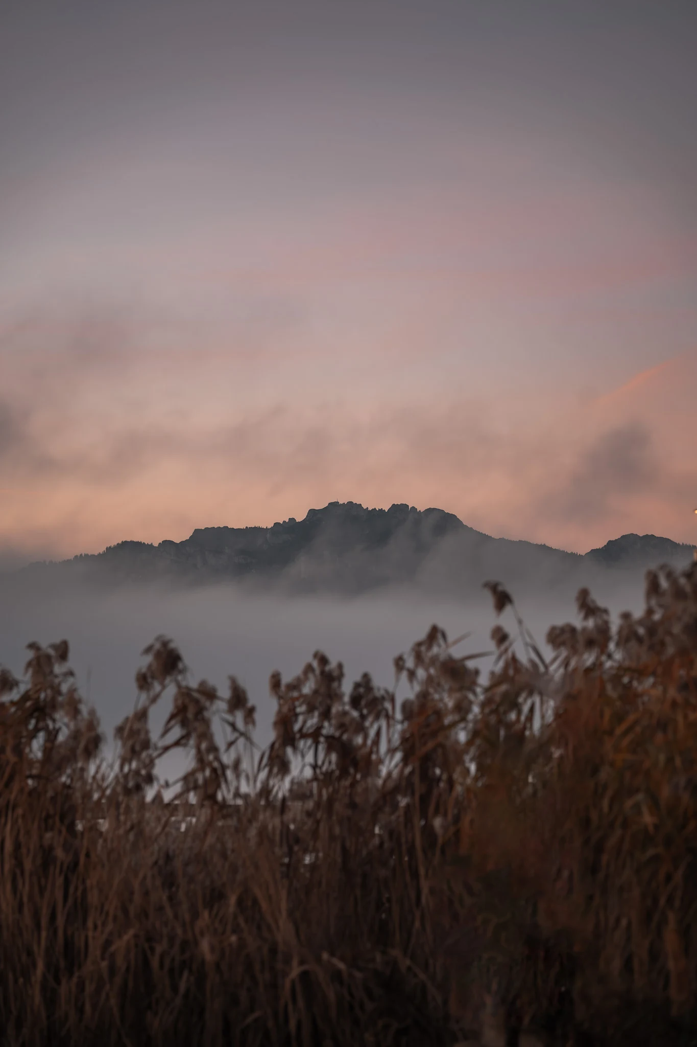 Morgenstimmung in Gstadt – Kampenwand über dem Nebel Kampenwand im Morgennebel bei Gstadt am Chiemsee hinter Schilf